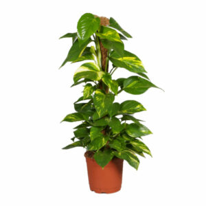 Pothos stick